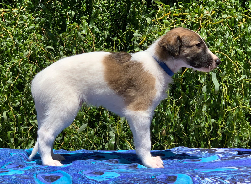 5 weeks - Boy 2 right